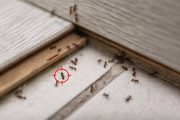 Best Bed Bug Extermination  in Bradfordville, FL